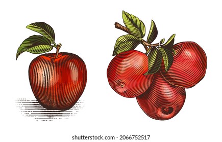 Premium Vector  Red apple vector healthy sweet fruit