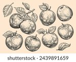 Apple set, fruits and leaves. Hand drawn tree branch with apples. Engraving style. Vector sketch illustration