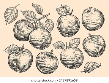 Conjunto de manzanas, frutas y hojas. Rama de árbol dibujada a mano con manzanas. Estilo de grabado. Ilustración de boceto vectorial