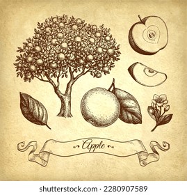 Apple set. Ink sketch on old paper background. Hand drawn vector illustration. Retro style.