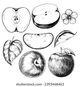 Ilustración de boceto vintage de Apple set