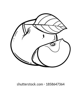 Apple sfruit vector illustration. Engraved organic food hand drawn illustration. Black white apple isolated on white background.