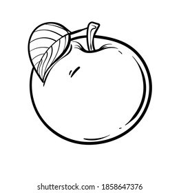 Ilustración vectorial de Apple. Ilustración con dibujos a mano de alimentos orgánicos grabados. manzana blanca negra aislada sobre fondo blanco.