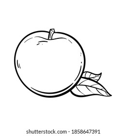 Apple sfruit vector illustration. Engraved organic food hand drawn illustration. Black white apple isolated on white background.