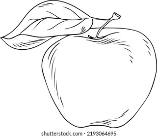 Apple sketch in engraved style isolated on white background. Line art, hand drawn sketch. Vector drawing.