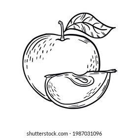Apple. Esbozo. Dibujo manual. Objeto aislado sobre un fondo blanco. Ilustración vectorial.