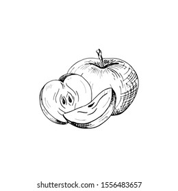 Apple sketch. Hand drawn apple. Vector illustration, isolated on white.