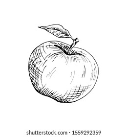 Apple sketch. Hand drawn apple. Vector illustration, isolated on white