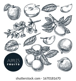 Apple sketch vector illustration. Sweet fruits harvest, hand drawn garden agriculture and farm isolated design elements.