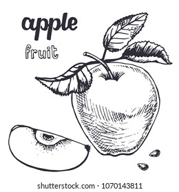 Apple sketch.Vector hand drawn vintage fruits . Sketch vector and lettering, vegetarian food illustration.Retro style. Slices,fruits.Organic background