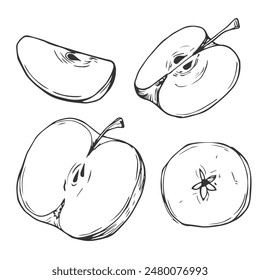 Apple slice ink sketch. Black line fruits illustration set. Graphic vector sketch in hand drawn style. Fresh tropical elements on white background.