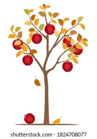 Apfelbaum im Herbst einzeln auf weißem Hintergrund.