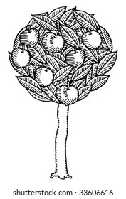 apple tree black and white engraved