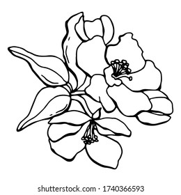 ミニマリズムのスタイルのバラの心 白い背景にバラの花が線画 のイラスト素材 Shutterstock