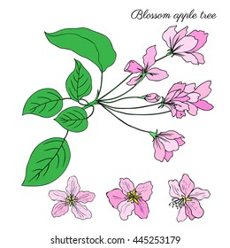 Apple tree blossom flower, bud, leaves, branch vector colorful botanical sketch hand drawn isolated on white, vintage romantic style for greeting card, package design  cosmetic, wedding invitations
