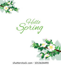 Apple tree blossom on a white background with custom text Hello Spring. Vector illustration.
