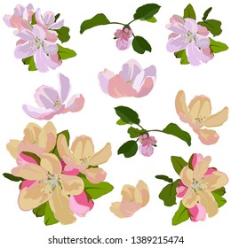 Apple tree blossom set, vector flat style design illustration isolated on white background. Beautiful apple tree flowers, springtime.