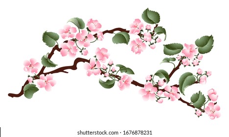 Apple tree blossoming branch. Gentle pink spring flowers. Isolated on white background.