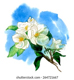 Apple tree bough in bloom. Traced watercolor sketch with a line drawing in a separate layer above. EPS 10 vector illustration.
