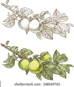 Apple Tree Branch