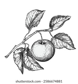 Apple tree branch with apples and leaves isolated on white background. Linear drawing in engraving style