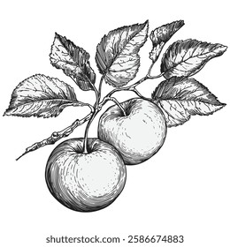 Apple tree branch with apples and leaves isolated on white background. Linear drawing in engraving style