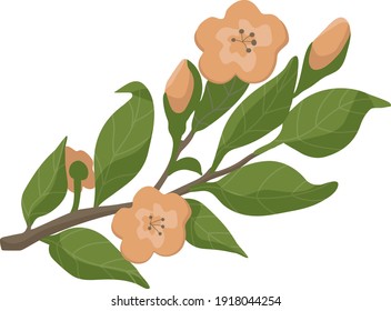 Apple tree branch in bloom.  Flowers and leaves on a branch. Vector illustration.