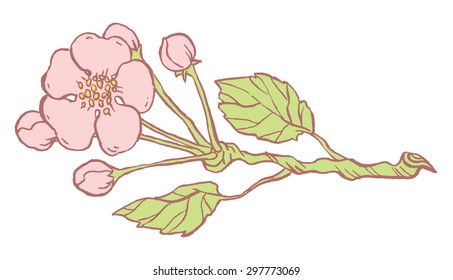 Apple tree branch in blossom isolated on a white - Hand drawing Vector illustration.