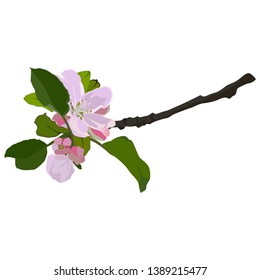 Apple tree branch in blossom, vector flat style design illustration isolated on white background. Beautiful apple tree flowers, springtime.