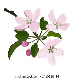 Crabapple Tree Stock Illustrations Images Vectors Shutterstock