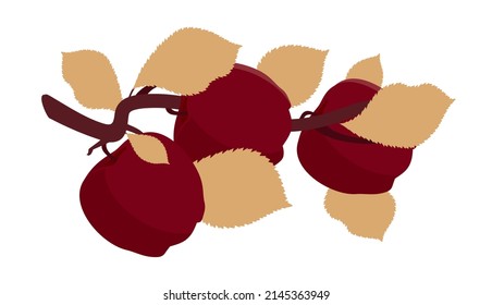 Apple tree branch with burgundy red fruits and leaves. Illustration with contours, shadows and highlights isolated on a white background. Flat design
