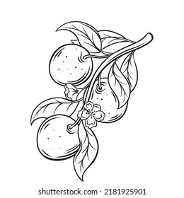 Apple tree branch with flowers, leaves and hanging ripe sweet fruit line icon vector illustration. Hand drawing black outline sketch of apple plant with foliage, natural summer harvest in garden