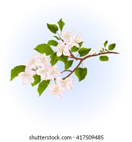 Apple tree branch with flowers  nature background vector illustration  