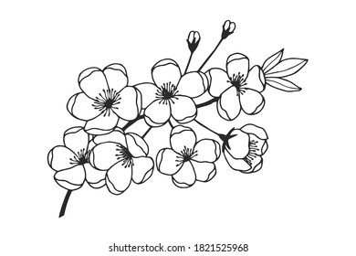 Apple tree branch with flowers. Vector stock illustration eps10. Hand drawing.