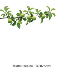 Apple Tree Branch with Fresh Green Leaves Isolated on Pure White Background