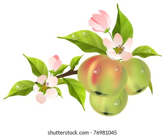 Apple tree branch with fresh green apples
