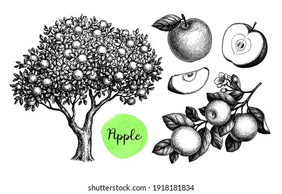 Apple tree, branch and fruits. Ink sketch set isolated on white background. Hand drawn vector illustration. Retro style.