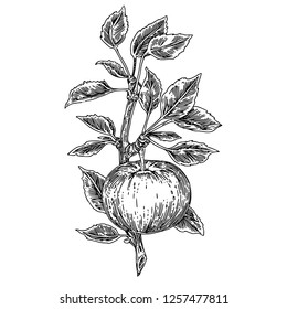 Apple tree branch with fruits. Sketch. Engraving style. Vector illustration.