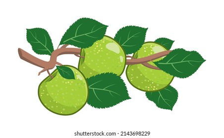 Apple tree branch with green fruits and leaves. Illustration with contours, shadows and highlights isolated on a white background