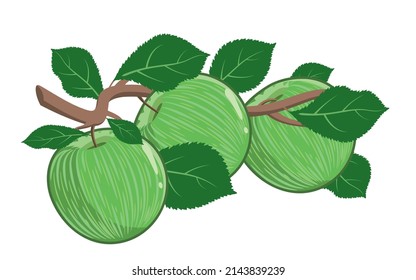 Apple tree branch with green fruits and leaves. Illustration with contours, shadows and highlights isolated on a white background