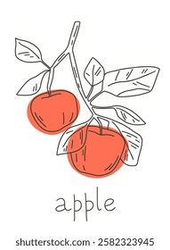 Apple tree branch illustration. Simple vector line art of fruits. 