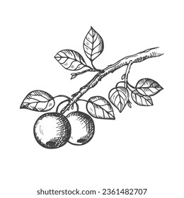 Apple tree branch with leaves and fruits drawing engraved vector illustration on isolated background. Hand drawn apples for logo, label, design, card, print. Gardening, organic product, healthy food