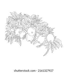Apple Tree Branch And Apple Line Art, Hand Draw Apple Illustration. Apple Black Art