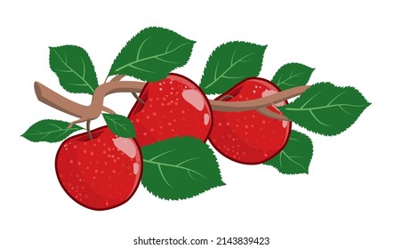 Apple tree branch with red fruits and green leaves. Illustration with contours, shadows and highlights isolated on a white background