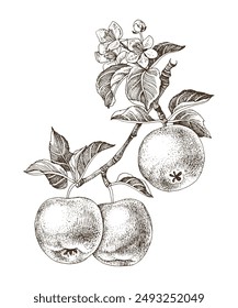 Apple tree branch with ripe fruits and flowers