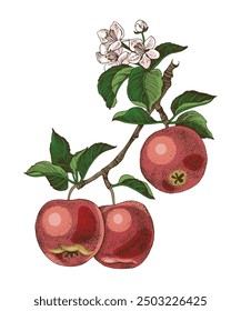 Apple tree branch with ripe fruits and flowers