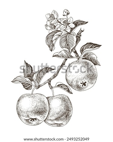 Apple tree branch with ripe fruits and flowers