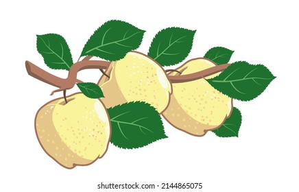 Apple tree branch with yellow fruits and leaves. Illustration with contours, shadows and highlights isolated on a white background