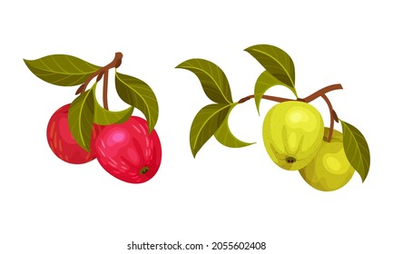 Apple tree branches set. Twigs with green leaves and ripe green and red juicy fruits vector illustration