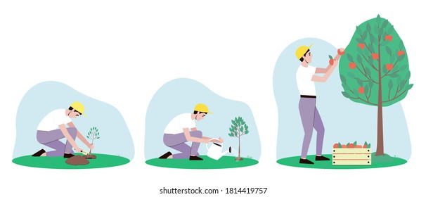 Conjunto de ilustraciones de cuidado de árboles de Apple. Un jardinero ha plantado una planta. Regando el manzano de la lata de agua. El jardinero cosecha el manzano. Ilustración vectorial plana.